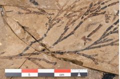 Foto (Detailansicht) von Callitris brongniartii Endl. (NHMW-GEO-2024-0188-8215)